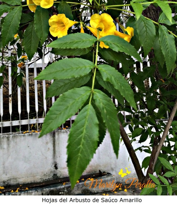 hojas-del-arbusto-de-sauco-amarillo