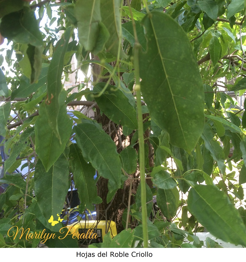 hojas-del-roble-criollo