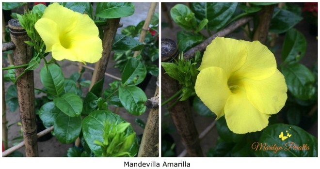 mandevilla-amarilla