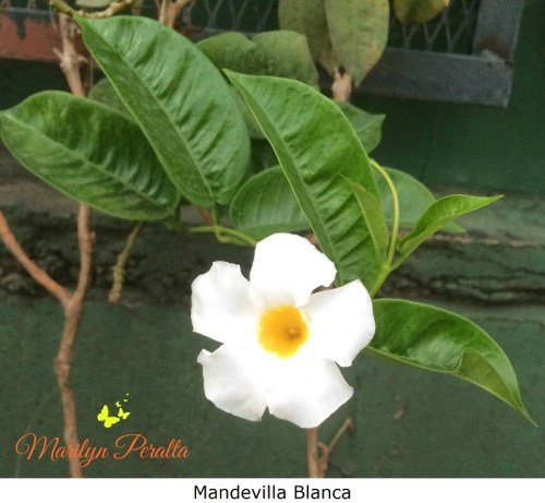 mandevilla-blanca