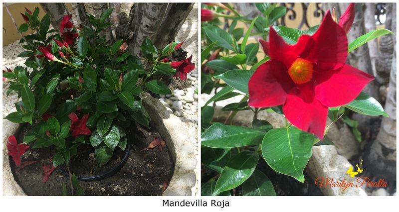 mandevilla-roja