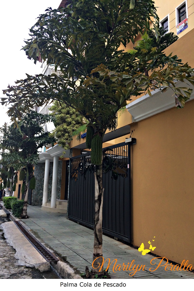 palma-cola-de-pescado-2