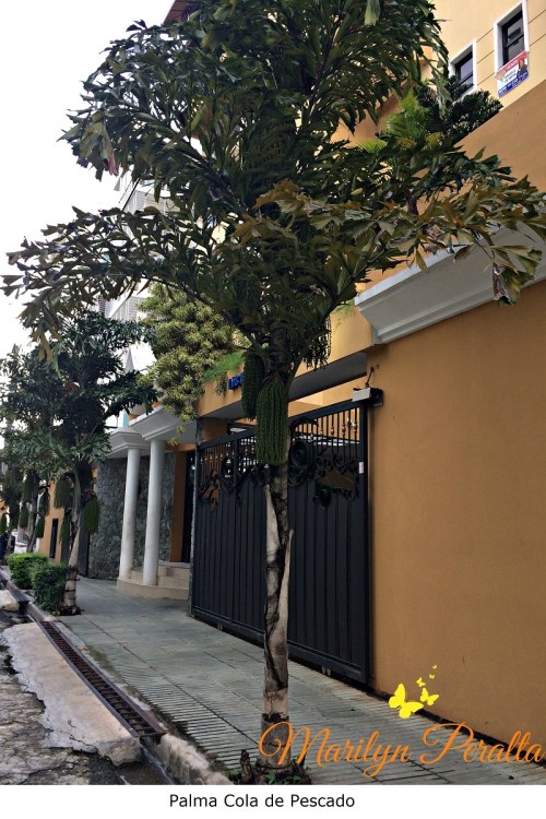 palma-cola-de-pescado-2