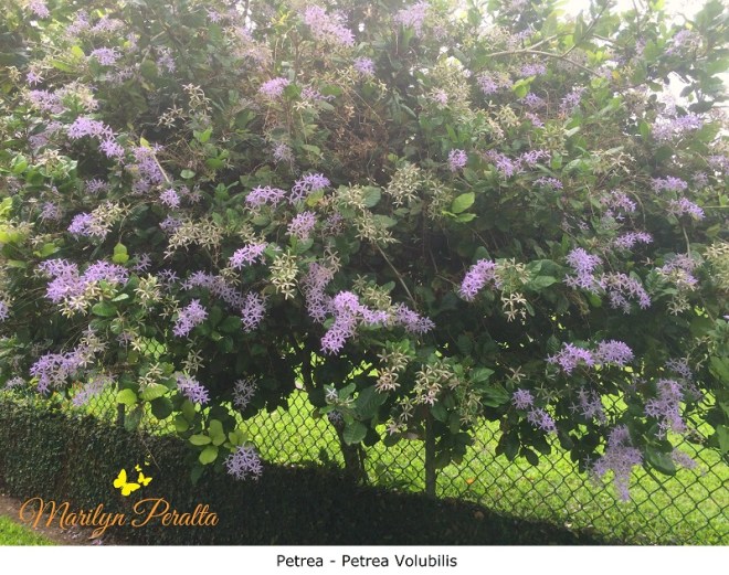 petrea-petrea-volubilis