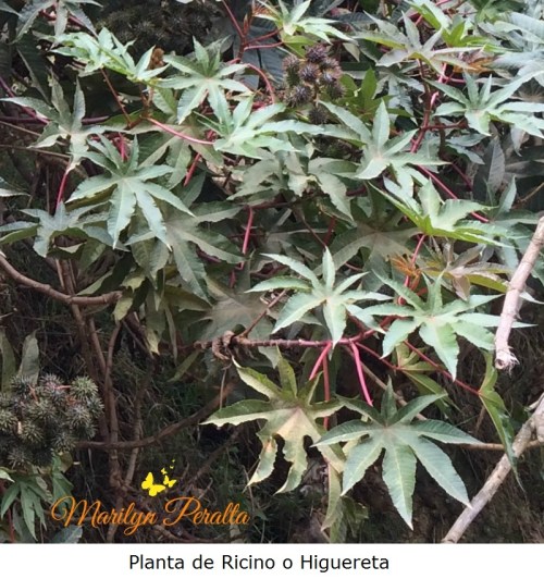 planta-de-ricino-o-higuereta