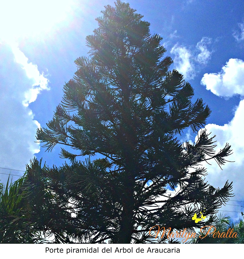 porte-piramidal-del-arbol-de-araucaria