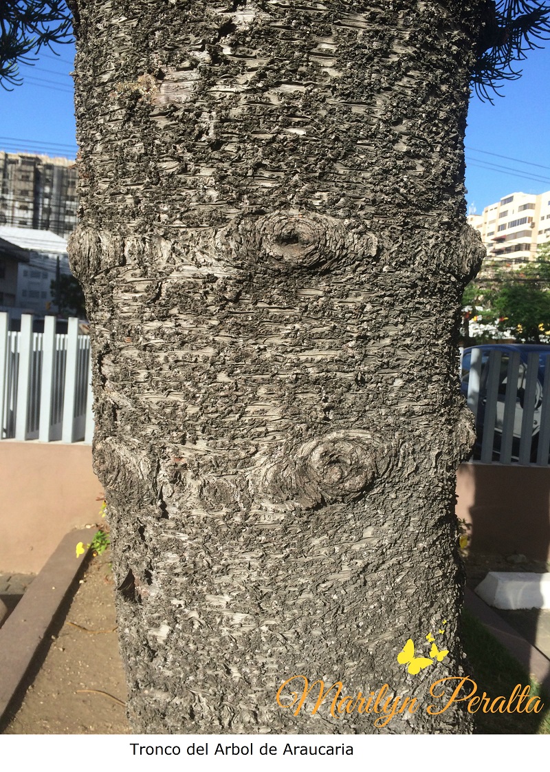 tronco-del-arbol-de-araucaria