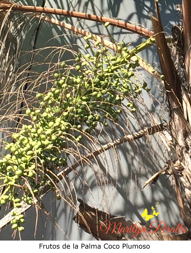 frutos-de-la-palma-coco-plumoso