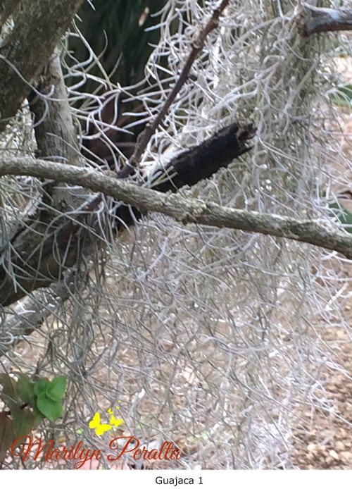 guajaca-1