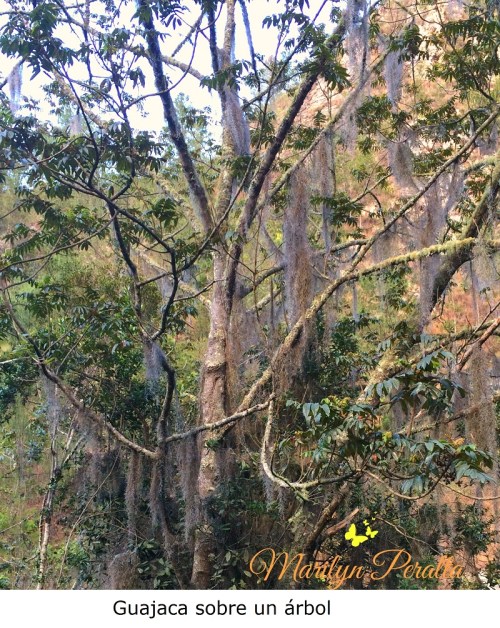 guajaca-sobre-un-arbol