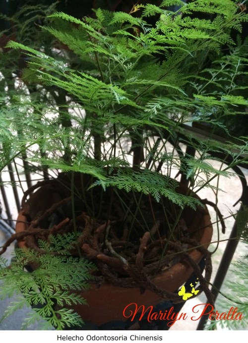 helecho-odontosoria-chinensis