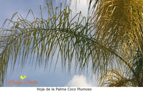 hoja-de-la-palma-coco-plumoso