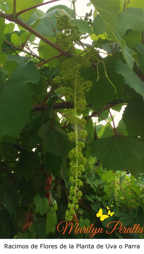 racimos-de-flores-de-la-planta-de-uva-o-parra
