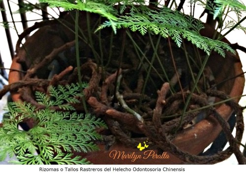 rizomas-o-tallos-rastreros-del-helecho-odontosoria-chinensis