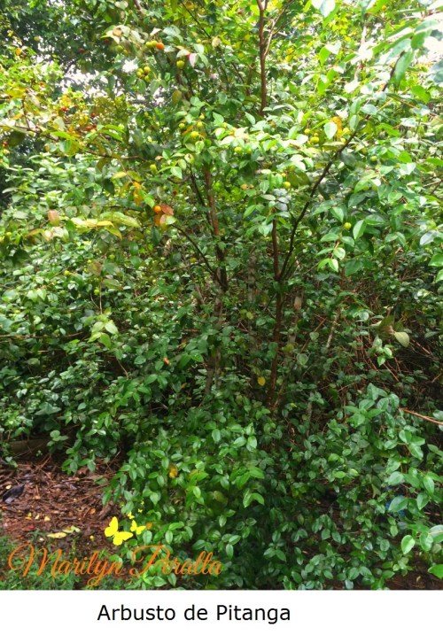 arbusto-de-pitanga