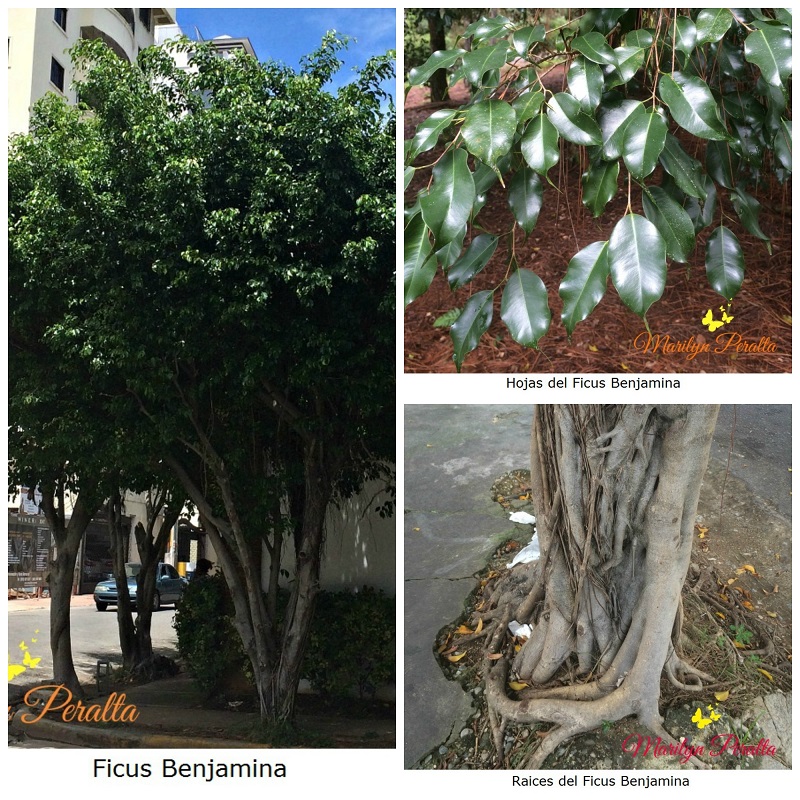 ficus-benjamina