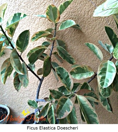 ficus-elastica-doescheri