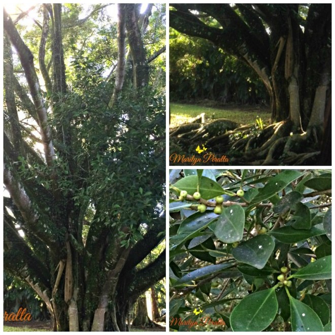 ficus-microcarpa