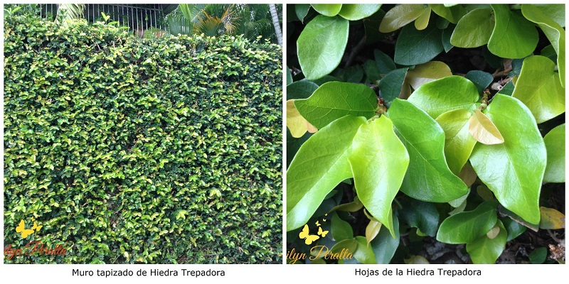 ficus-pumila