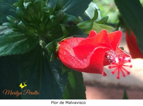 flor-de-malvavisco