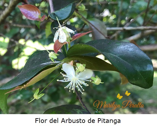 Flor del Arbusto de Pitanga