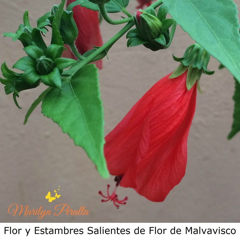 flor-y-estambre-saliente-del-malvavisco