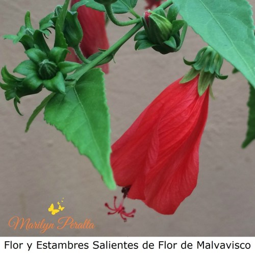 flor-y-estambre-saliente-del-malvavisco