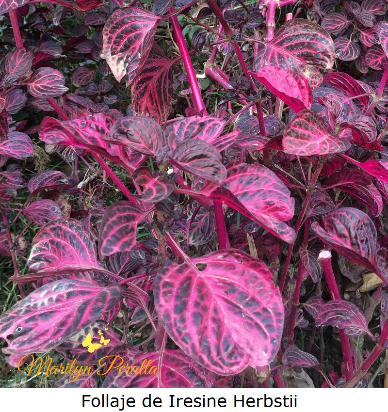 follaje-de-iresine-herbstii