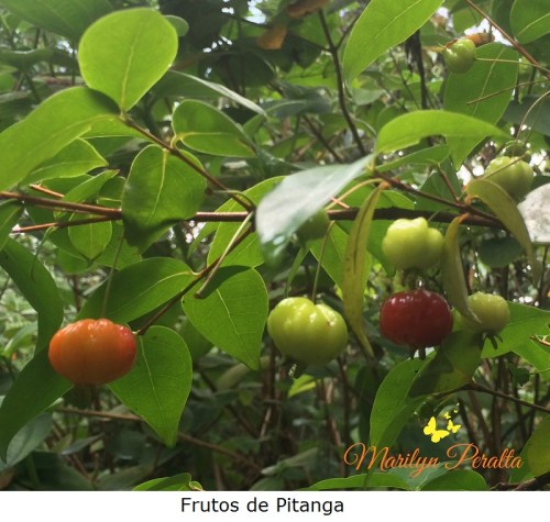 frutos-de-pitanga