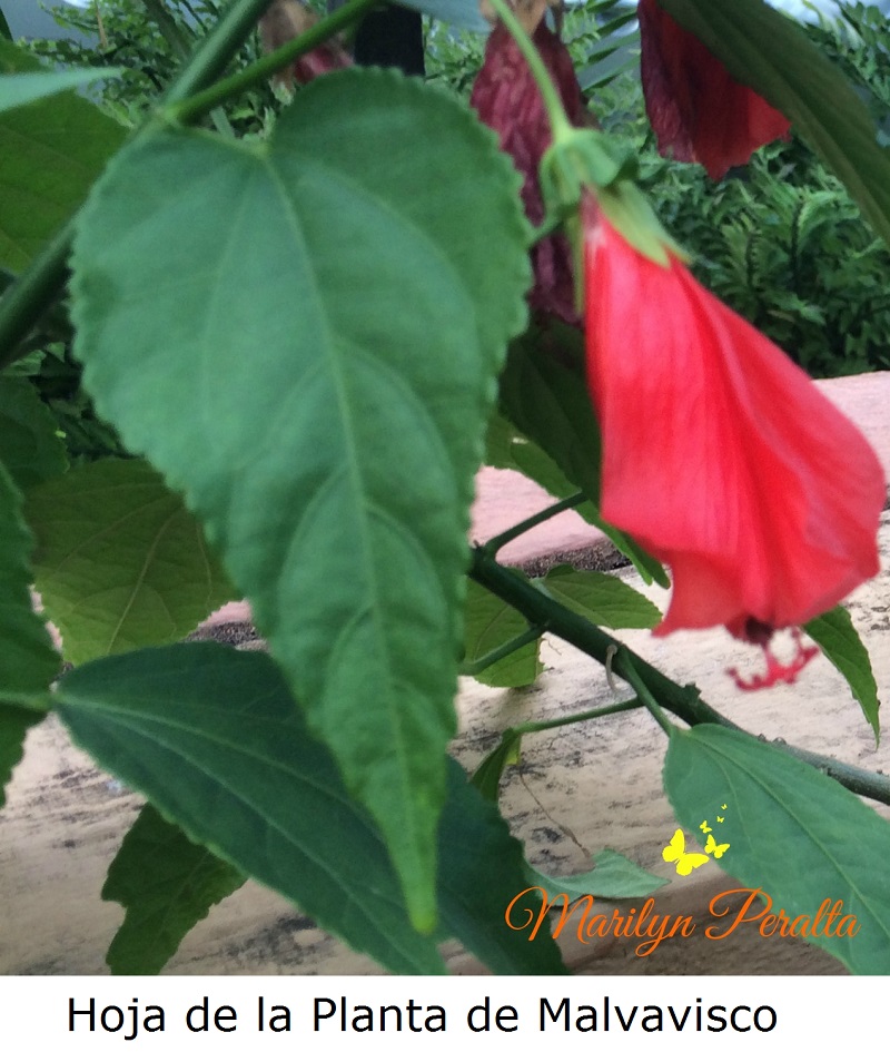 hoja-de-la-planta-de-malvavisco
