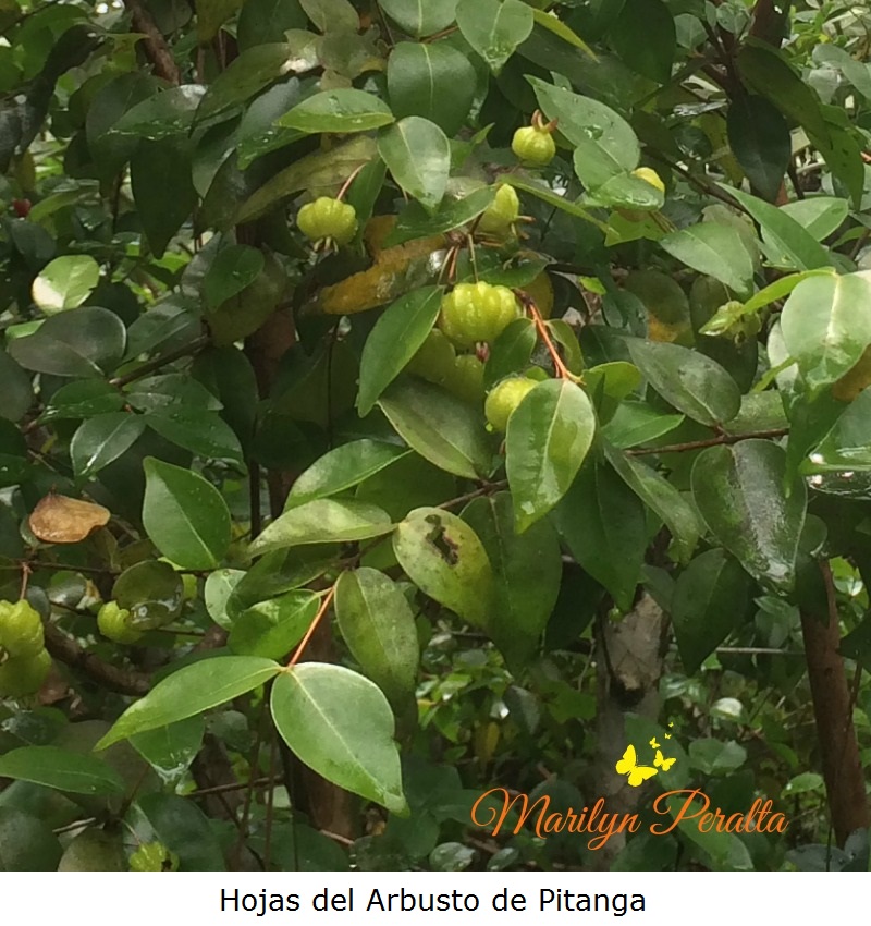 hojas-de-pitanga