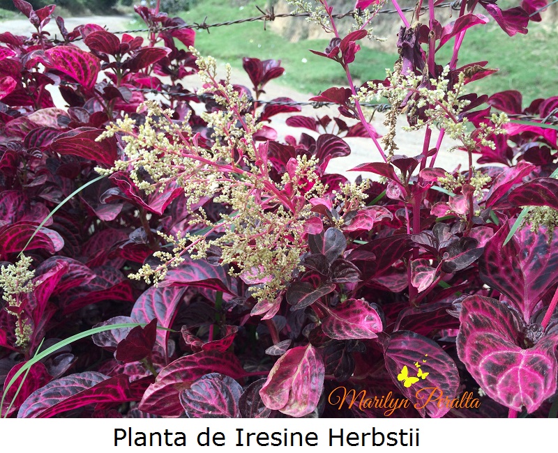 planta-de-iresine-herbstii