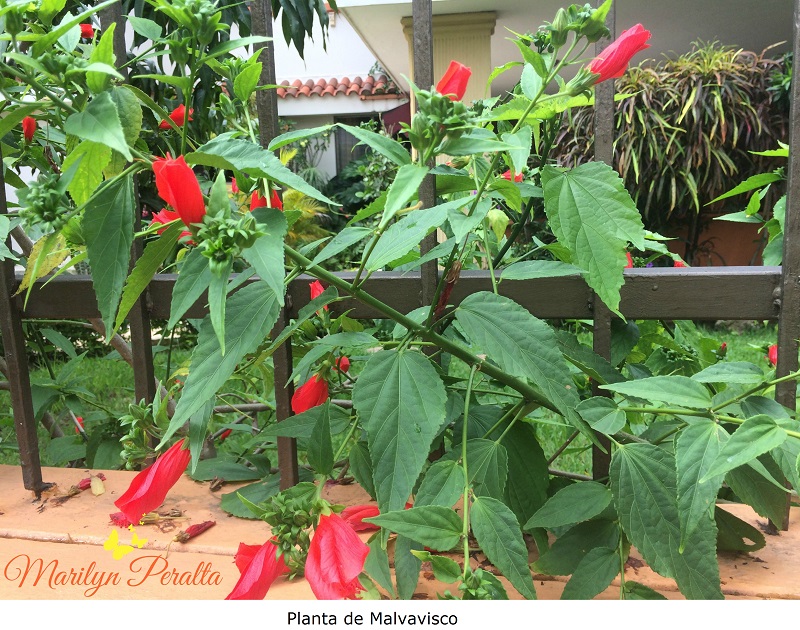 planta-de-malvavisco