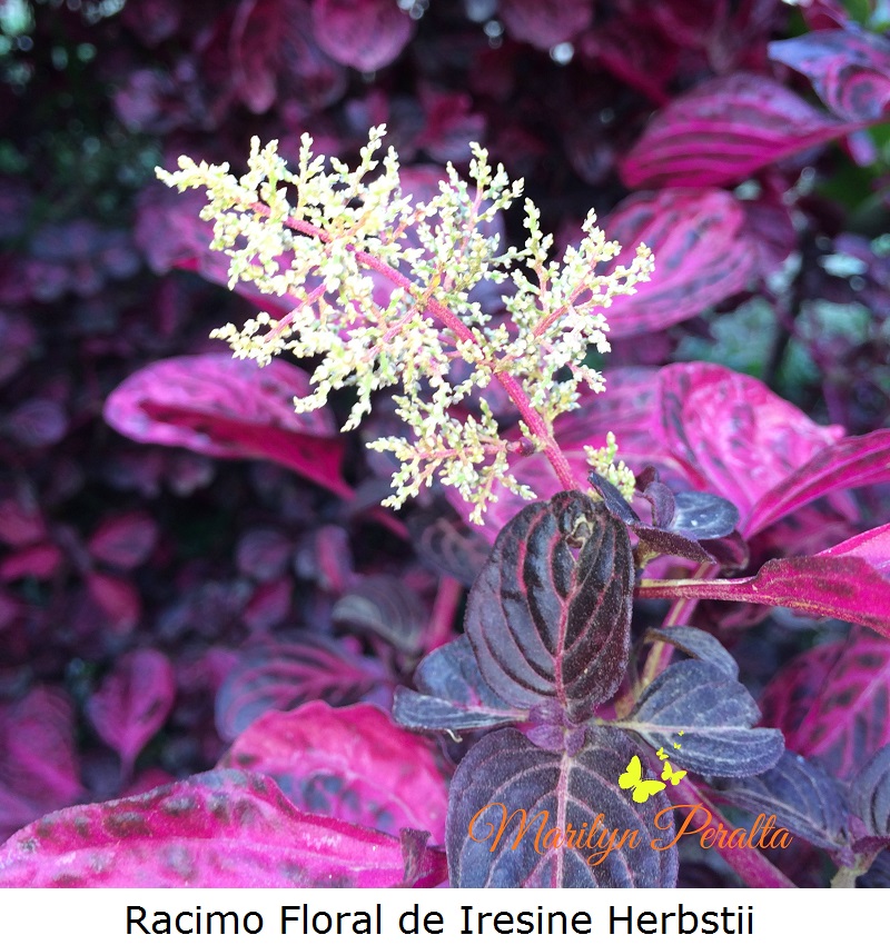 racimo-floral-de-iresine-herbstii