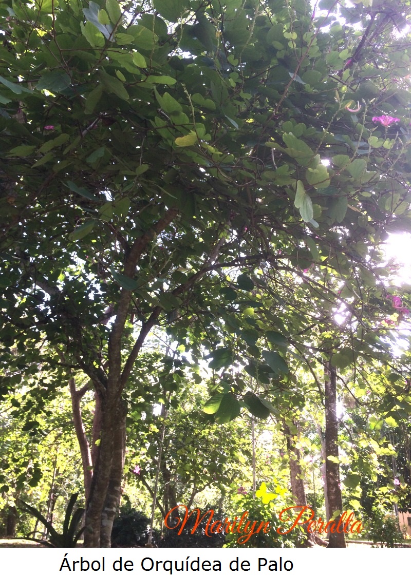 arbol-de-orquidea-de-palo