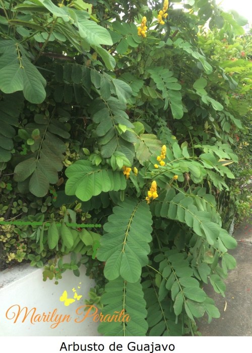 arbusto-de-guajavo