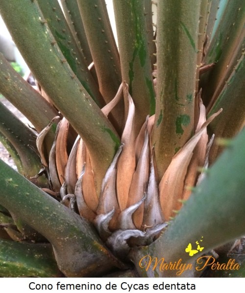 Cono femenino de Cycas Edentata