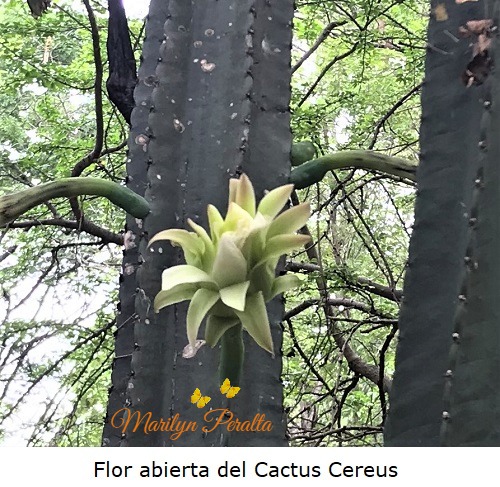 Flor abierta del cactus cereus