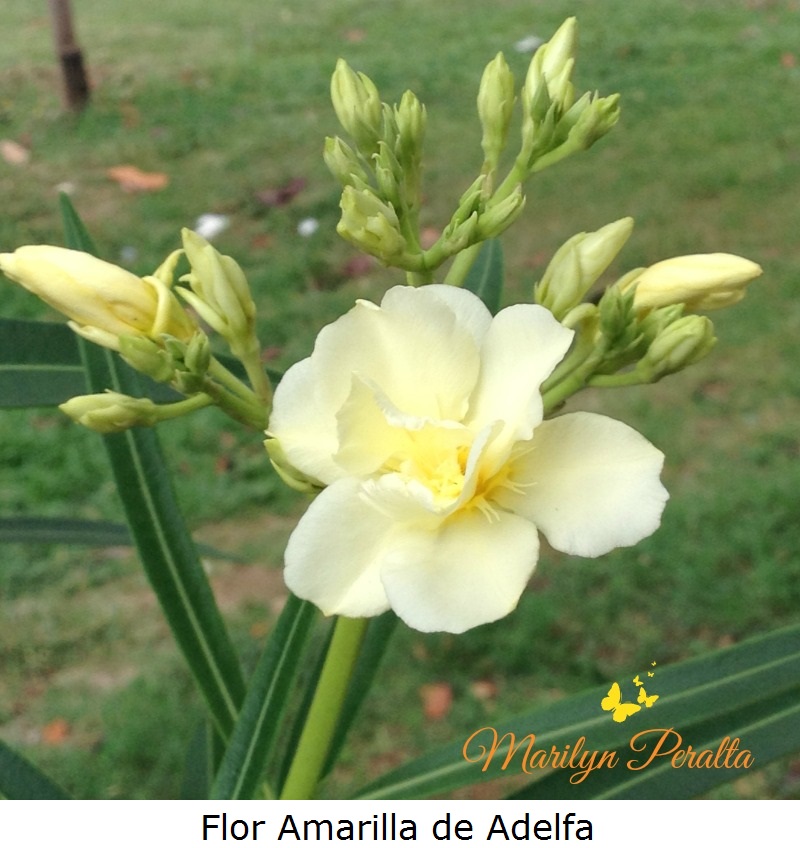 flor-amarilla-de-adelfa