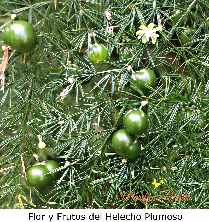 flor-y-frutos-del-helecho-plumoso