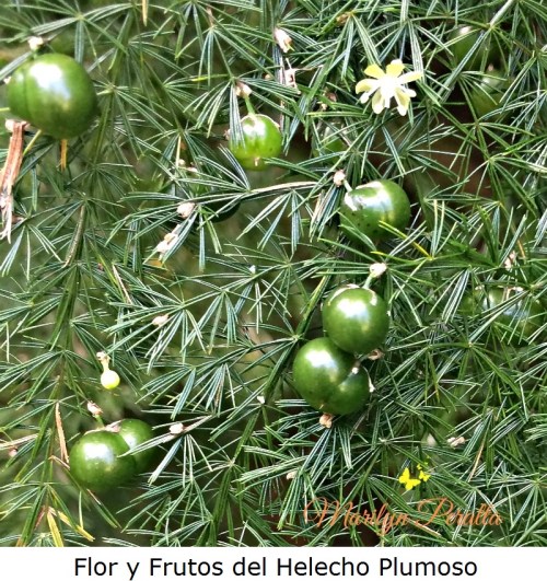 flor-y-frutos-del-helecho-plumoso