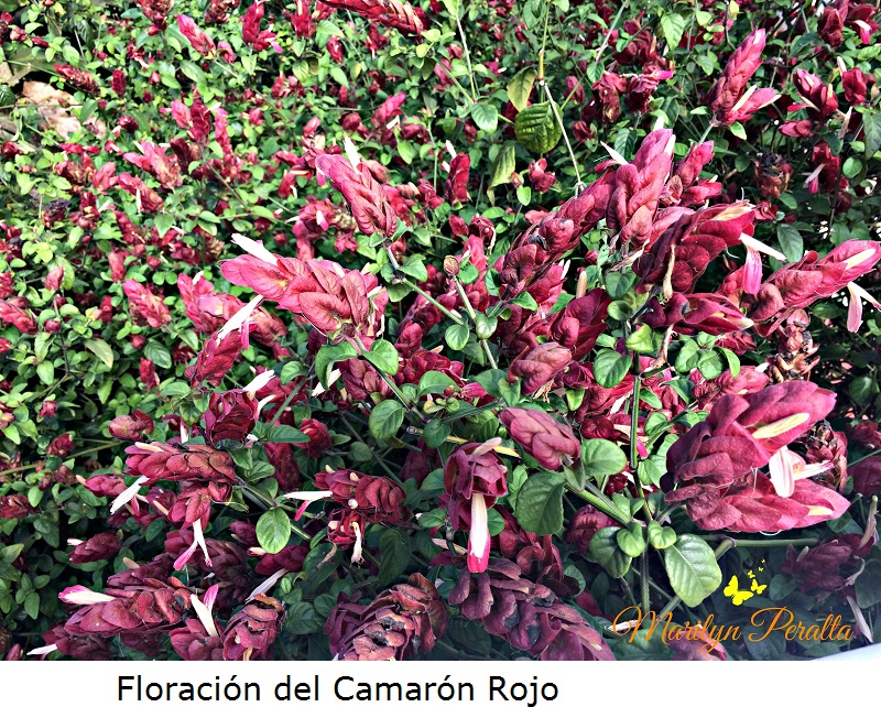 Floración del Camarón rojo