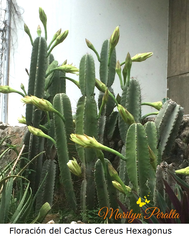floracion-del-cereus-hexagonus