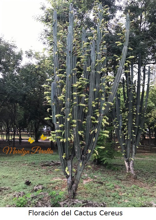 Floracion del Cactus Cereus