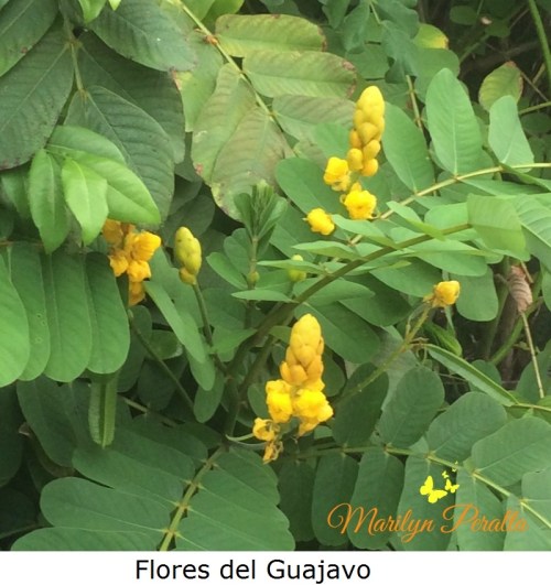 flores-del-guajavo