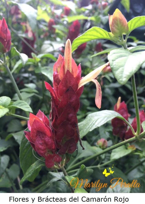 flores-y-bracteas-del-camaron-rojo