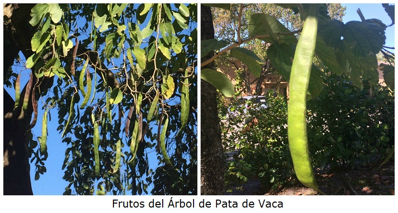 Frutos del Arbol de Pata de Vaca