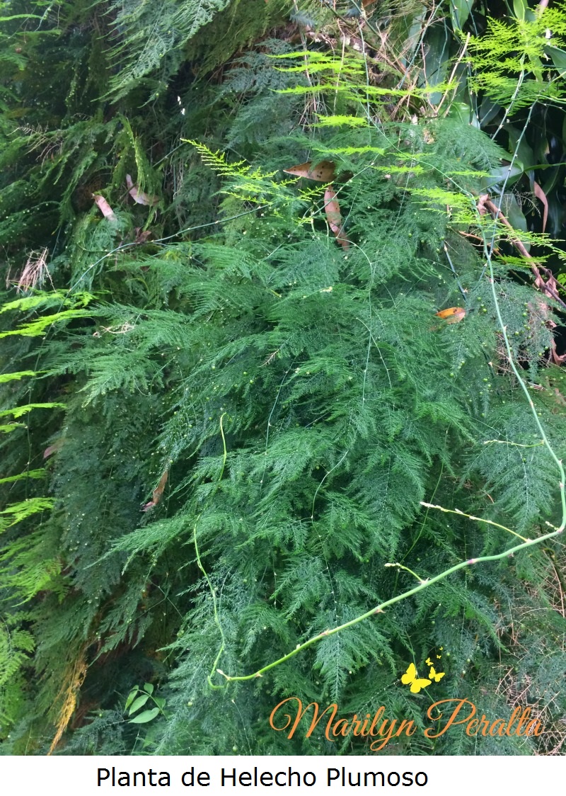 helecho-plumoso