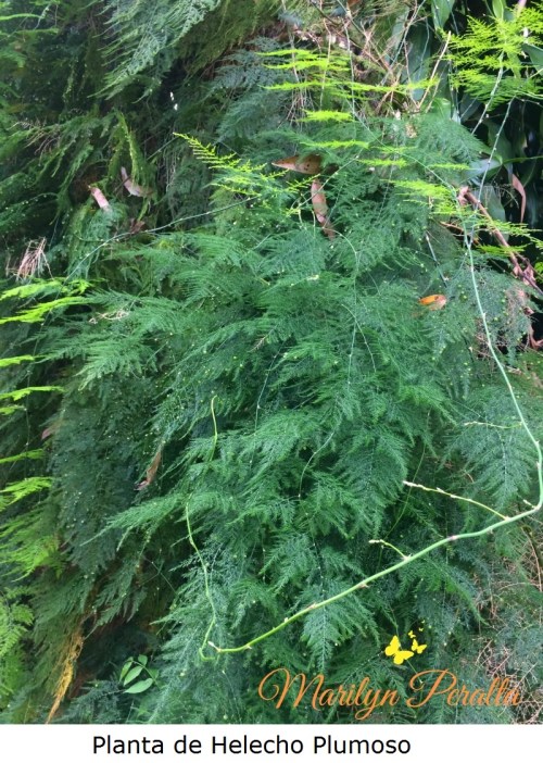 helecho-plumoso