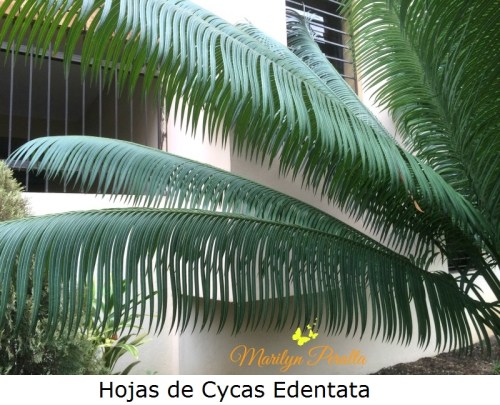 hojas-de-cycas-edentata